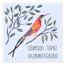 Wall print Crimson Topaz Hummingbird - Nic Squirrell