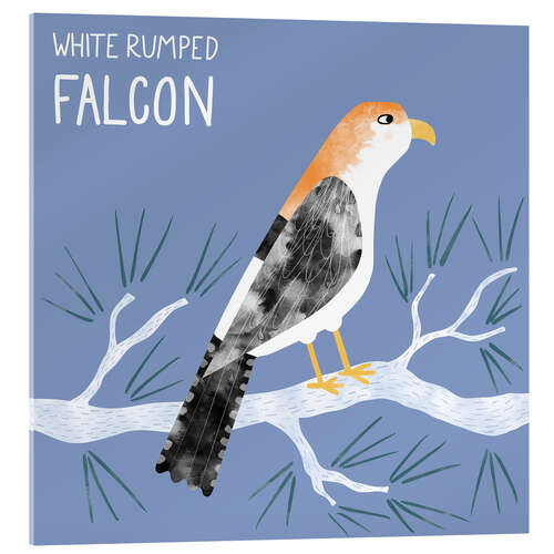 Cuadro de metacrilato White Rumped Falcon