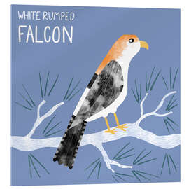 Cuadro de metacrilato White Rumped Falcon - Nic Squirrell