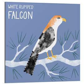 Aluminium print White Rumped Falcon - Nic Squirrell