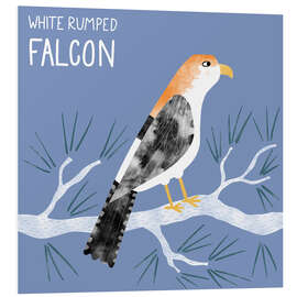 Hartschaumbild White Rumped Falcon - Nic Squirrell