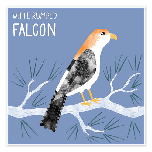 Poster White Rumped Falcon