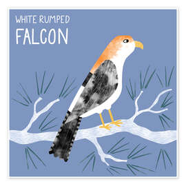 Wandbild White Rumped Falcon - Nic Squirrell