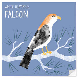 Vinilo para la pared White Rumped Falcon - Nic Squirrell