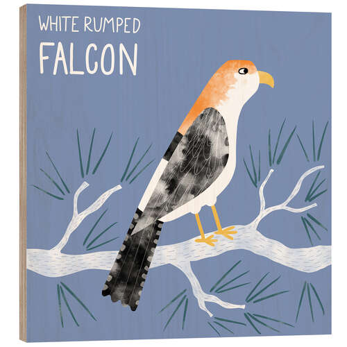 Obraz na drewnie White Rumped Falcon