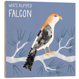 Obraz na drewnie White Rumped Falcon - Nic Squirrell