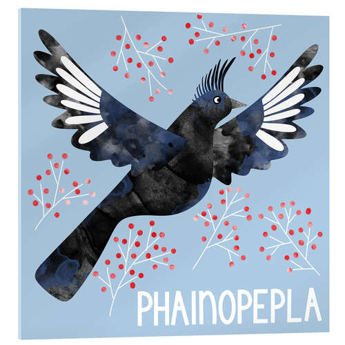 Acrylic print Phainopepla