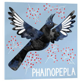 Acrylic print Phainopepla - Nic Squirrell