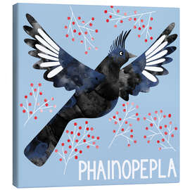 Canvas print Phainopepla - Nic Squirrell