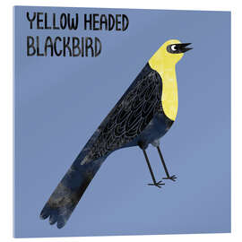 Acrylglasbild Yellow Headed Blackbird - Nic Squirrell