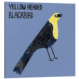 Cuadro de aluminio Yellow Headed Blackbird - Nic Squirrell