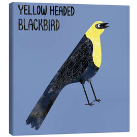 Leinwandbild Yellow Headed Blackbird - Nic Squirrell