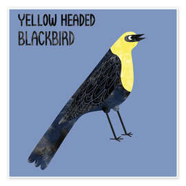 Wall print Yellow Headed Blackbird - Nic Squirrell