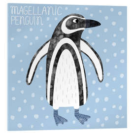 Acrylic print Magellanic Penguin - Nic Squirrell