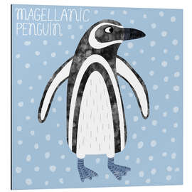 Obraz na aluminium Magellanic Penguin - Nic Squirrell