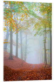 Quadro em acrílico Dreamy Forest Path - Martin Wasilewski