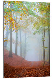 Quadro em alumínio Dreamy Forest Path - Martin Wasilewski
