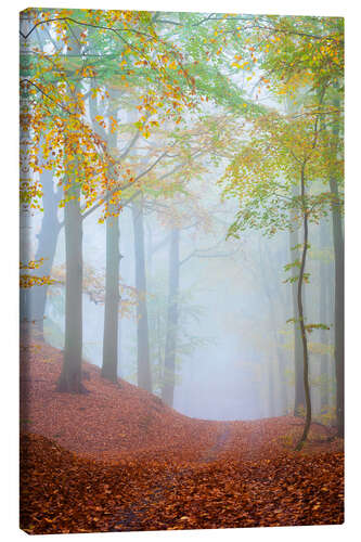 Canvas print Dreamy Forest Path