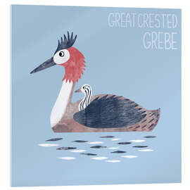 Acrylic print Great Crested Grebe - Nic Squirrell