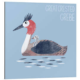 Cuadro de aluminio Great Crested Grebe - Nic Squirrell