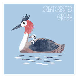 Wandbild Great Crested Grebe - Nic Squirrell