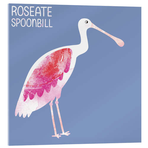 Acrylic print Roseate Spoonbill