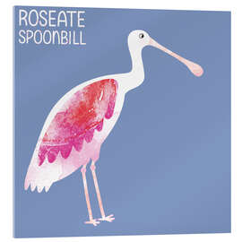 Acrylic print Roseate Spoonbill - Nic Squirrell