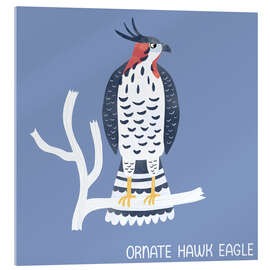 Acrylglasbild Ornate Hawk Eagle - Nic Squirrell