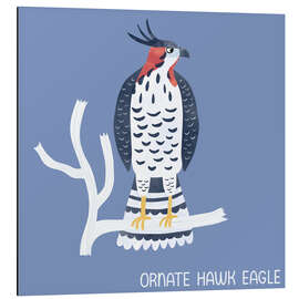 Aluminium print Ornate Hawk Eagle - Nic Squirrell