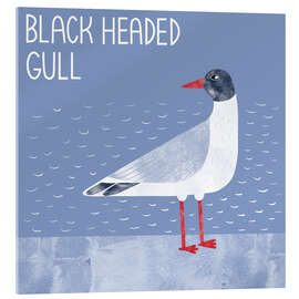 Acrylic print Black Headed Gull - Nic Squirrell