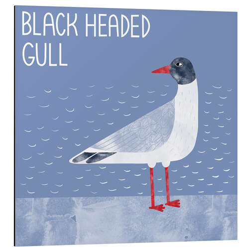 Cuadro de aluminio Black Headed Gull