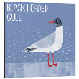 Cuadro de aluminio Black Headed Gull - Nic Squirrell