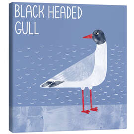 Canvas print Black Headed Gull - Nic Squirrell