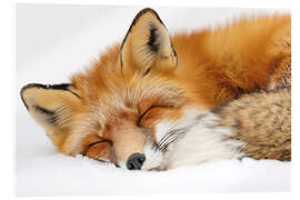 Acrylic print Fox sleeping in the snow - Christian Müringer