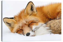Canvas print Fox sleeping in the snow - Christian Müringer