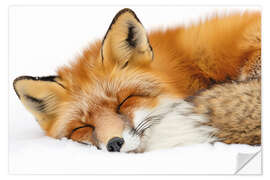Wandsticker Fuchs schläft im Schnee
