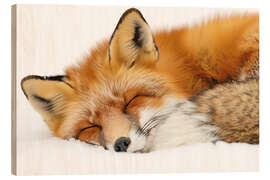 Wood print Fox sleeping in the snow - Christian Müringer