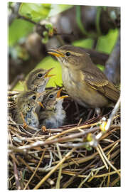 Acrylic print Chiffchaff nest with young birds - Christian Müringer