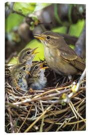 Canvas print Chiffchaff nest with young birds - Christian Müringer