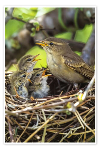Poster Zilpzalp Nest mit Jungvögeln