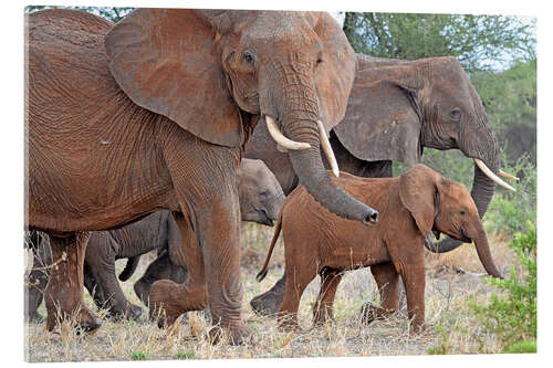 Quadro em acrílico Herd of elephants