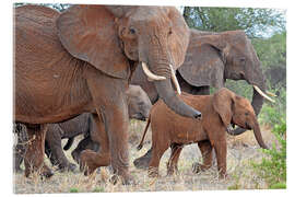 Quadro em acrílico Herd of elephants - GUGIGEI