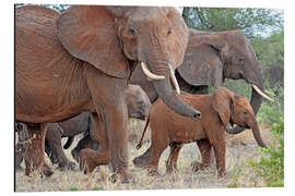 Alubild Elefantenherde