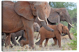 Tableau sur toile Herd of elephants - GUGIGEI