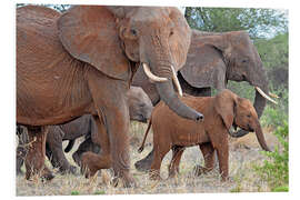 Hartschaumbild Elefantenherde