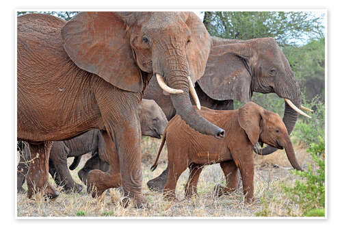 Poster Herd of elephants