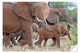 Wandsticker Elefantenherde