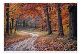 Wall print Autumn in the forest - Mango Art