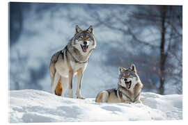 Obraz na szkle akrylowym Wolves in the winter forest - Christian Müringer