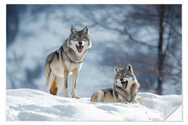 Wall sticker Wolves in the winter forest - Christian Müringer